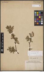 Foto von Salix breviserrata Flod.